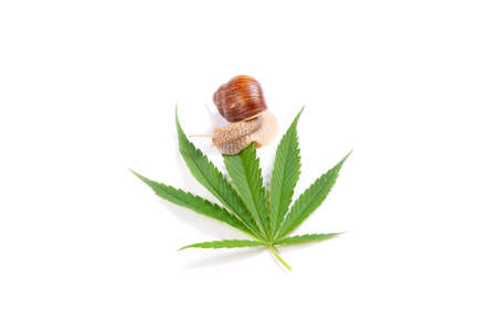 snail eats leaf of green marijuana plant isolated on white background.