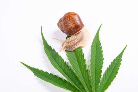 snail on green cannabis leaf, marijuana pests.の写真素材