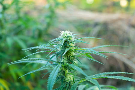 green plant young medical marijuana growing outdoors close up.