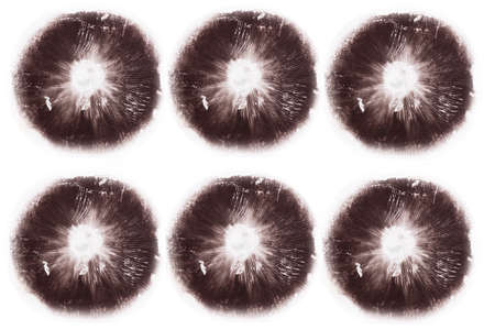 prints of psilocybin mushrooms isolated on white backgroundの写真素材