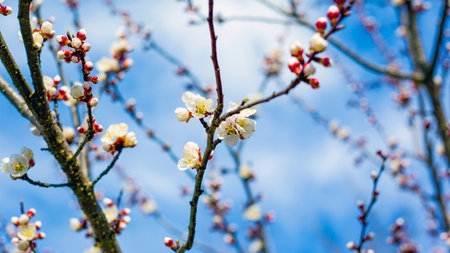 spring flowers on tree branches against the blue skyの写真素材