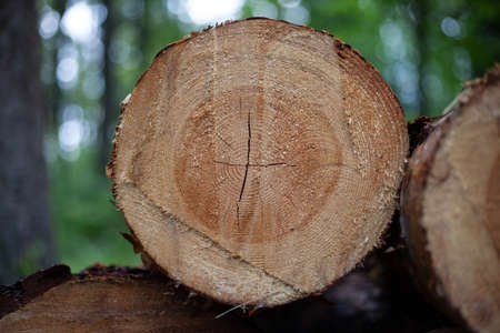cut trees ,enviroment protection deforestation concept