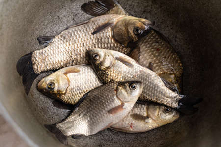 fresh raw fish, fishing catch crucian carpの写真素材