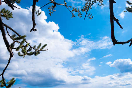 willow buds on blue sky and white clouds background with copy spaceの写真素材