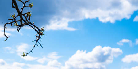 spring leaves blooming on a branch against a blue sky with white clouds and copy spaceの写真素材