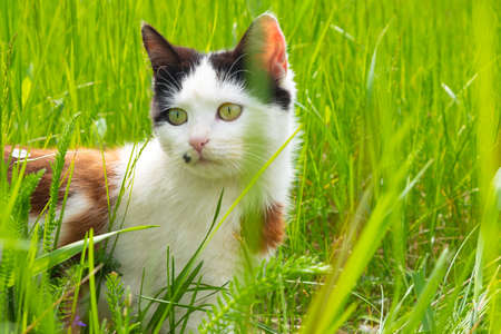 beautiful kitten in green grass,cat on the lawn