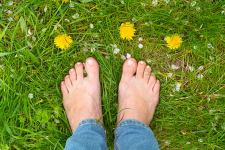 female feet on the green grass among dandelionsの写真素材