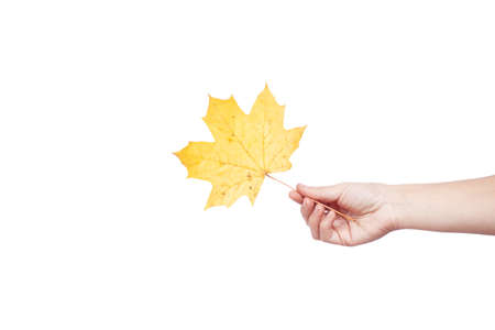 Autumn yellow maple leaf in hand isolated on white background, Autumn dayの写真素材