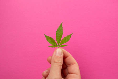 small cannabis leaf in hands on a pink background, beauty skin care with hemp extract.の写真素材