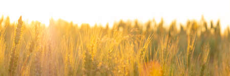 wheat field in the rays morning sun, spikelets in orange warm light dawn.の写真素材