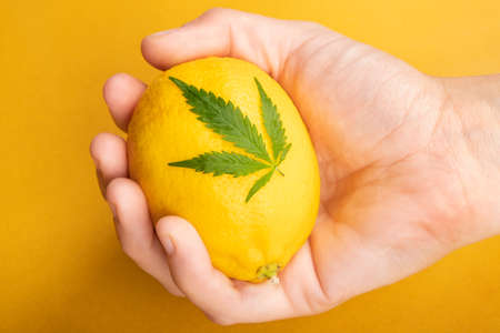 hand with lemon and cannabis leaf on yellow background.