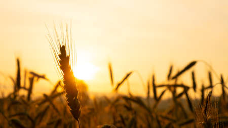 spikelets of wheat close-up in the rays of the yellow warm sun at sunrise, dawn over a wheat field in the countryside.の写真素材