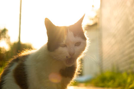 strange cat with an open mouth in the sun close up.
