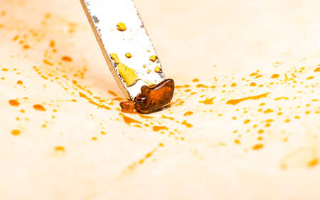 scrape the golden cannabis wax off the parchment paper with dab toolの写真素材
