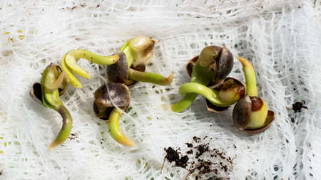 germination of cannabis seeds, sprout small roots grain of marijuana
