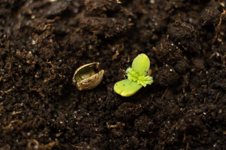 a young cannabis plant stretches from the ground to the sun, sprouting marijuana grain