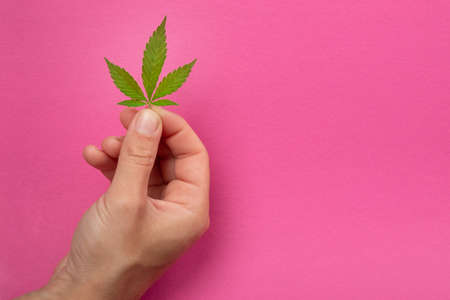cannabis green leaf in female hand with copy space on pink backgroundの写真素材