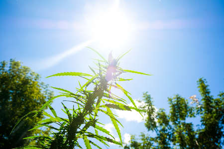 blooming marijuana flower on the background of the sunny sky, outdoor cannabis cultivation