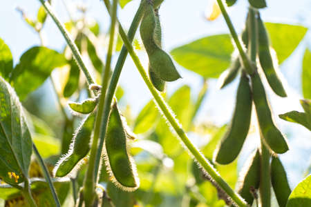 green soybeans seed crop plant summer background