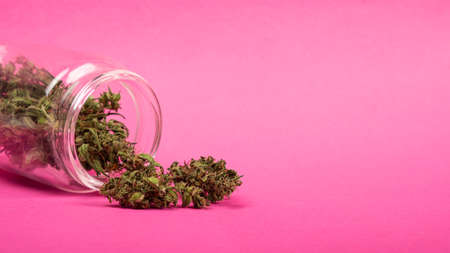 dry cannabis buds sprinkled on the table from a jar on a pink background, medical marijuanaの写真素材