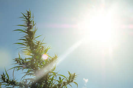 flowering plant of medical marijuana on the background of the sky in the rays of the sunの写真素材