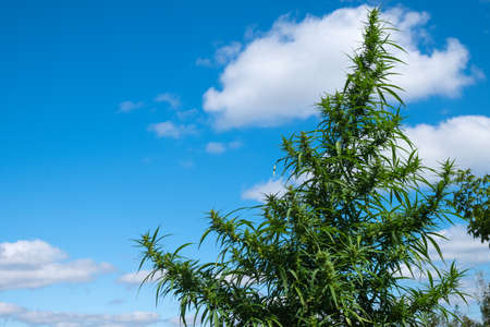 marijuana plant on blue sky background, cannabis flowering in outdoor copy spaceの写真素材