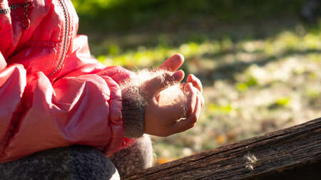 little girl holding fluff from reeds in her hands, good weatherの写真素材