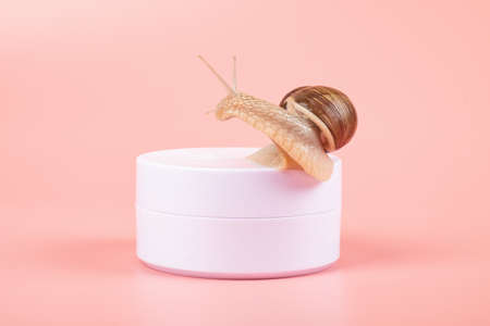 snail on a box of cream with mucin on a pink backgroundの写真素材