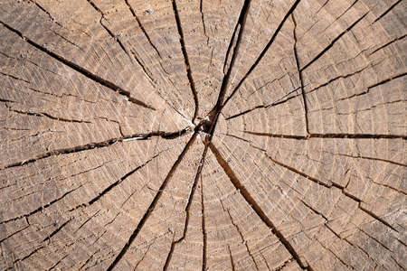 cut tree texture of a old stump background