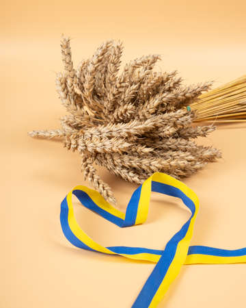 global grain crisis, bouquet with wheat wrapped in a yellow-blue ribbon symbolizing Ukraineの写真素材