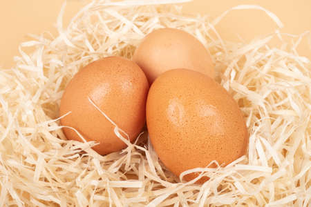 chicken eggs in the nest isolated banner closeup