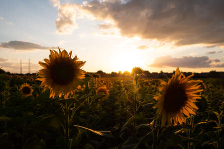 yellow sunflowers and sunset sky landscapeの写真素材