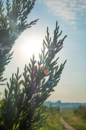 juniper branch on the background of the summer sunの写真素材