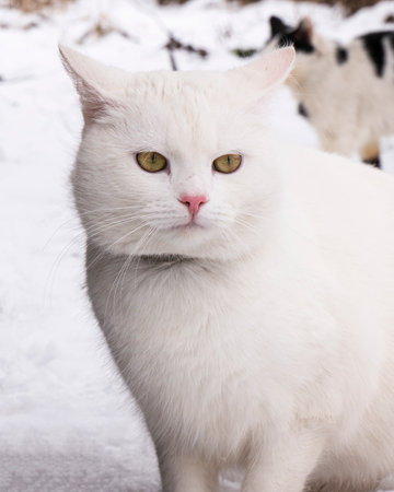 white cat on winter snow portrait.の写真素材