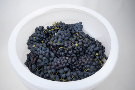 barrel filled with blue grapes for wine productionの写真素材