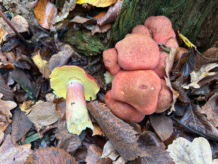 conditionally edible autumn mushrooms.の写真素材