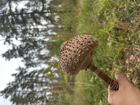 A mushroom picker finds a mushroom umbrella in the forest.の写真素材