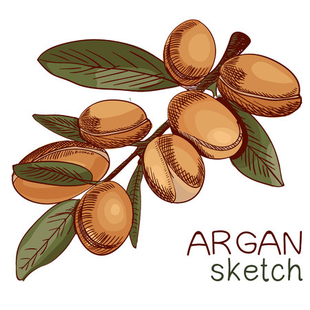 Hand drawn argan oil bottle and branch sketch.のイラスト素材