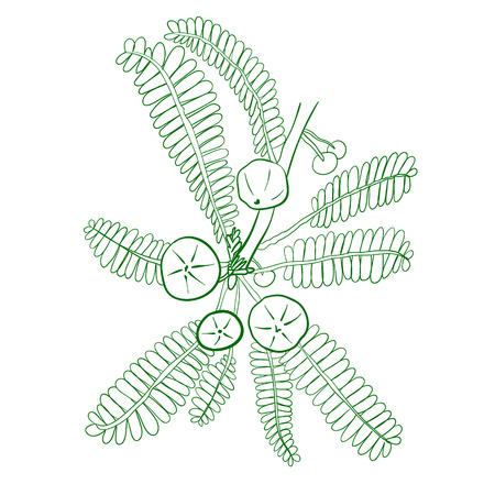 Amalaki hand drawn sketch isolated on white.のイラスト素材