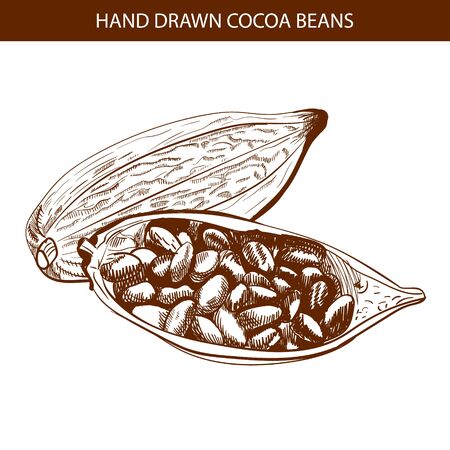 VECTOR drawn cocoa beansの写真素材