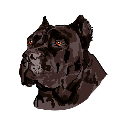 Hand drawn Cane Corso VECTOR sketchのイラスト素材