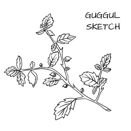 Guggul hand drawn VECTOR outline sketch, black contour.のイラスト素材