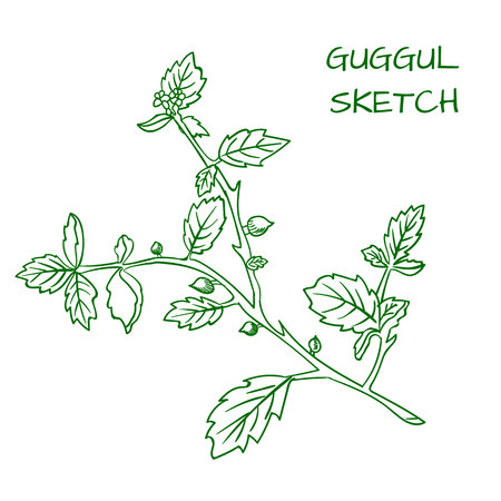 Hipster illustration of a Guggul hand drawn VECTOR outline sketch, green contour.のイラスト素材