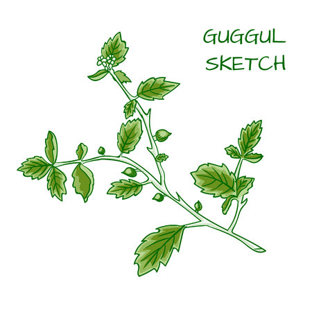 Guggul hand drawn VECTOR colorful sketch.のイラスト素材