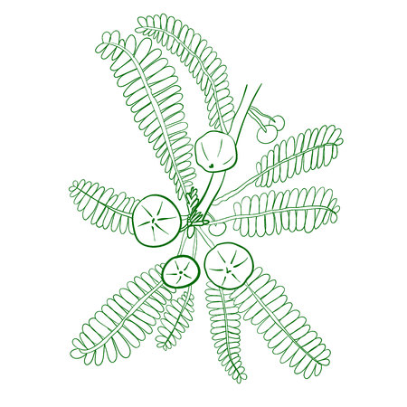 Amalaki hand drawn VECTOR sketchのイラスト素材