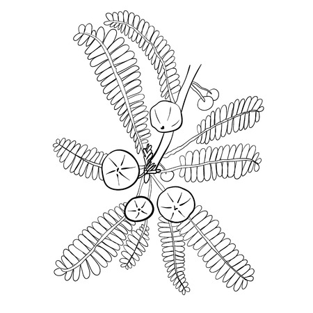 Amalaki hand drawn VECTOR sketch, blackのイラスト素材