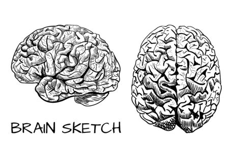 Brain sketch. VECTOR colored hand drawn human brain. Line work, pink. Front and side view. Black.のイラスト素材