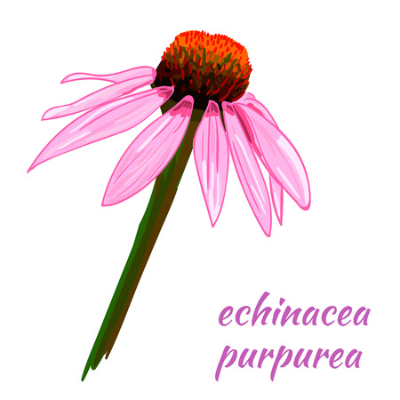 Echinacea purpurea VECTOR sketch. Hand drawn illustration. Flower.のイラスト素材