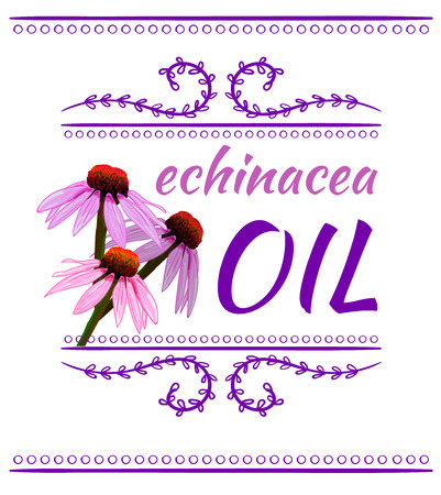 Echinacea purpurea VECTOR sketch. Hand drawn illustration. Black and white flower.のイラスト素材