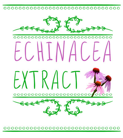 Echinacea purpurea extract VECTOR sketch. Hand drawn packaging label. Pink and greenのイラスト素材